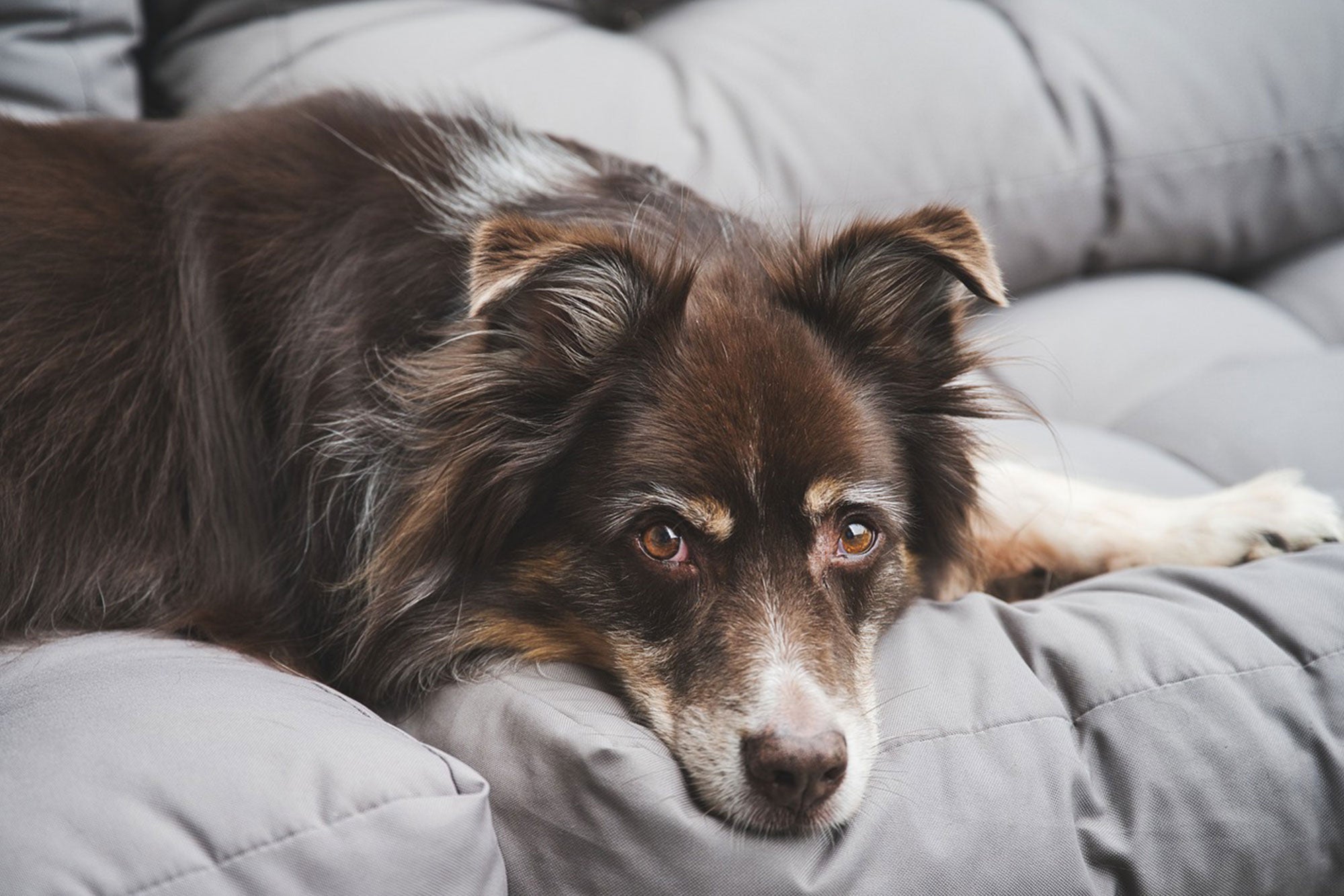 What Is The Best Way to Clean a Dog Kennel