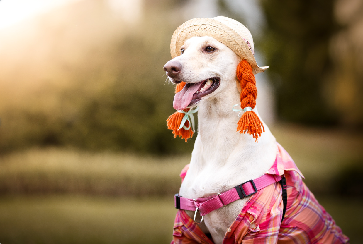 Winter Fashion for Furry Friends: Should Dogs Wear Clothes?