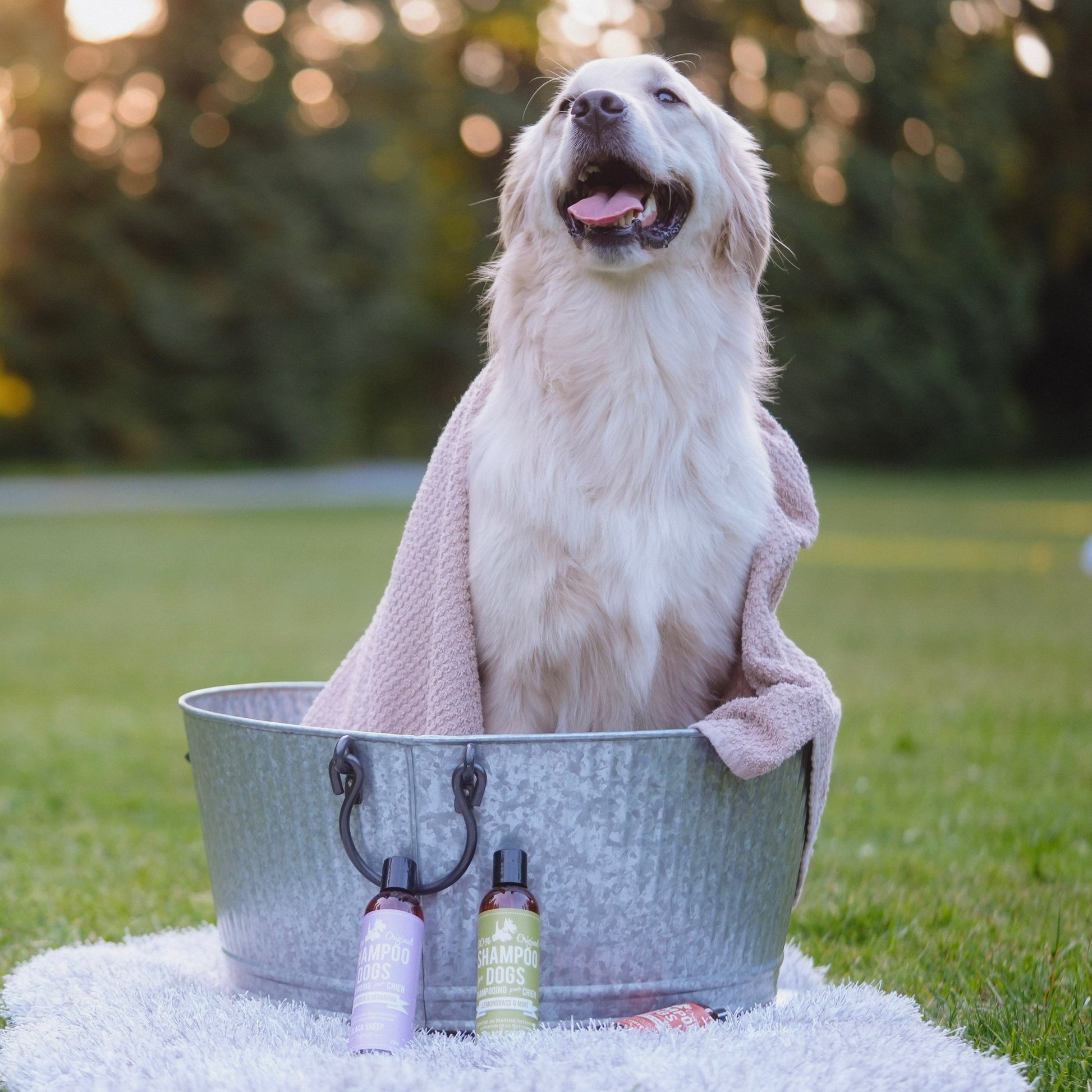 anti-itchy dog shampoo